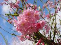 pr subhirtella fukubana.JPG